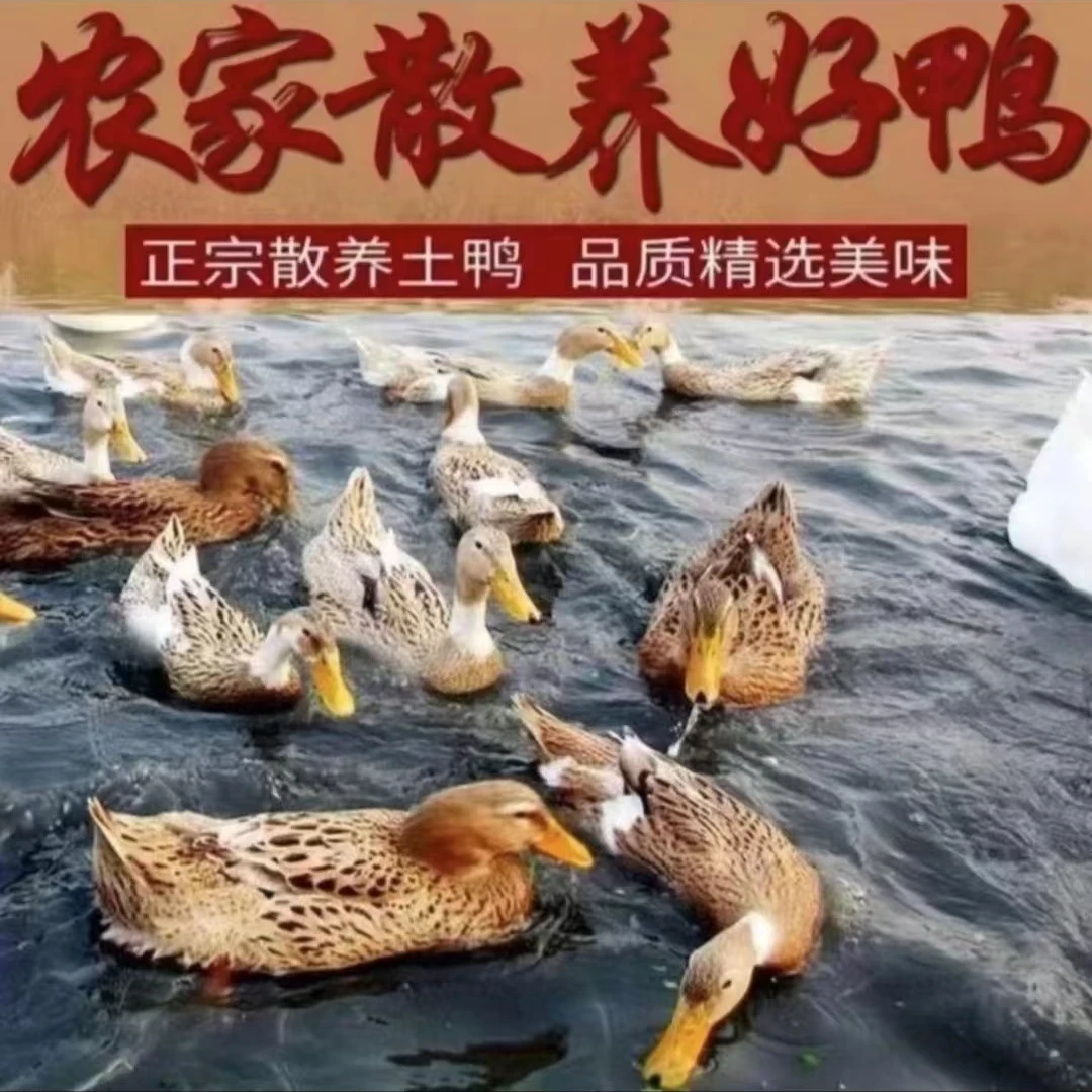 正宗土鸭溪水放养两只4-5斤，农村土鸭