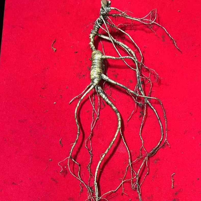 辽宁本溪桓仁林下野播籽15g(宏弟推荐)大哥专属主播自挖林下野籽