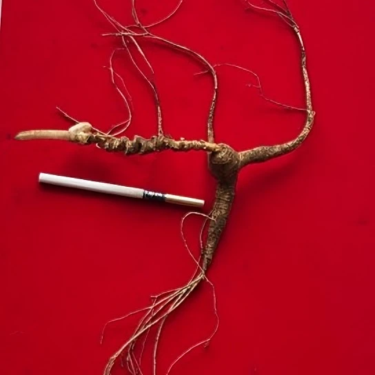 26年辽宁本溪桓仁林下野播籽15g(宏弟推荐)大哥专属主播自挖野播