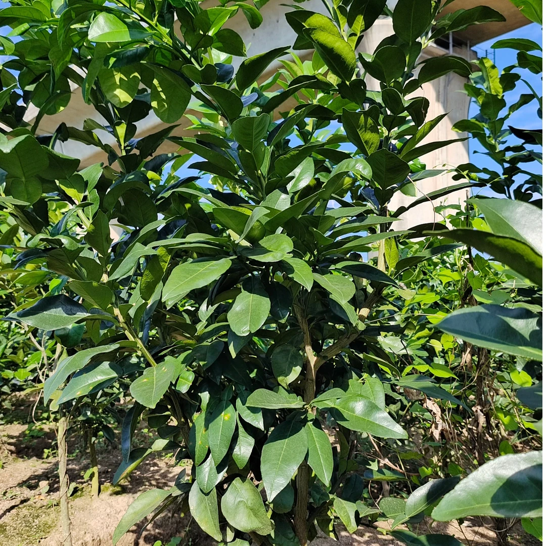 江西上饶广丰大南正宗红心马家柚盆栽地栽适合庭院种植纯甜无酸