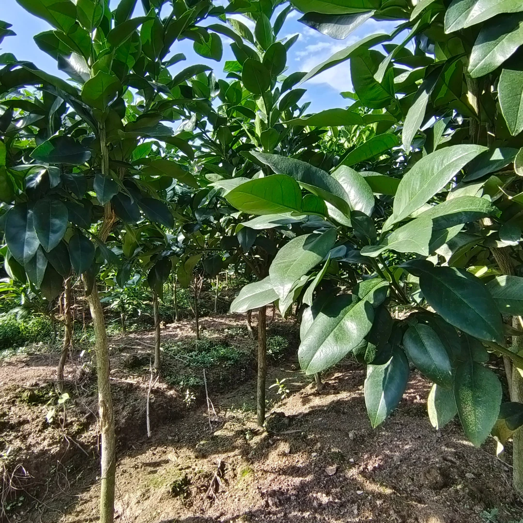 广丰大南优质精品草本种苗