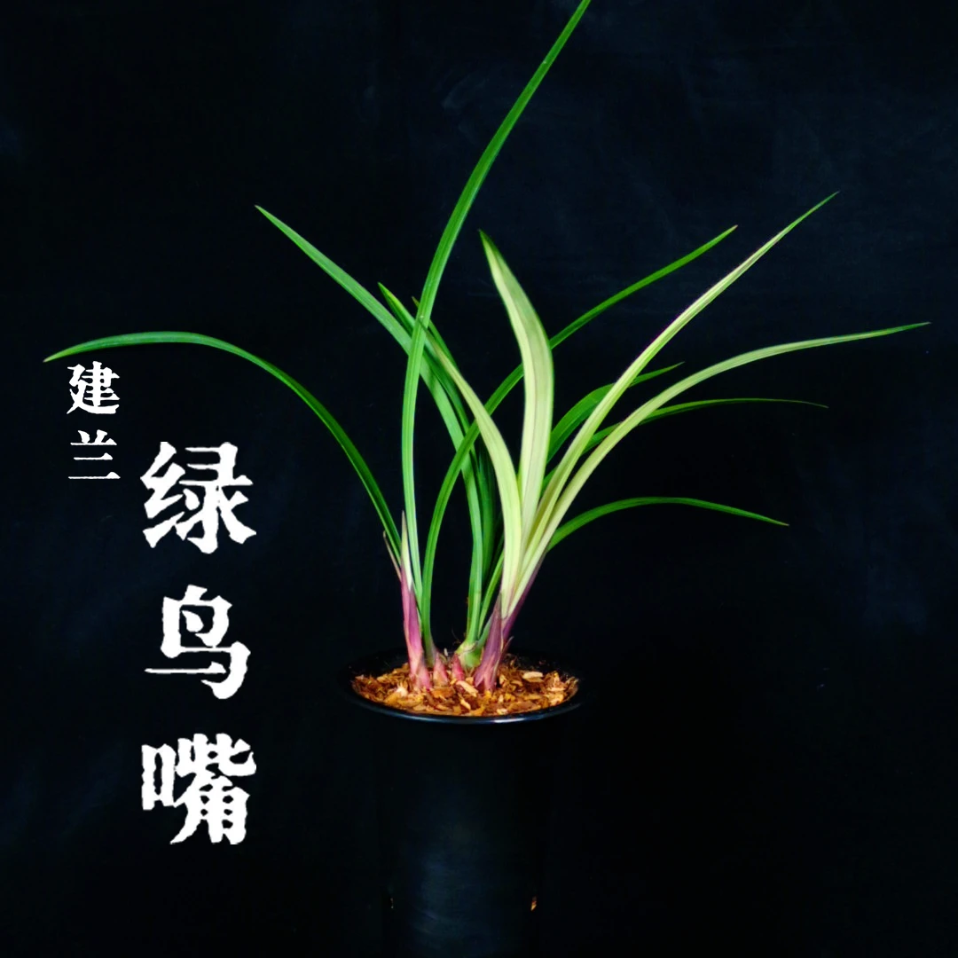 建兰绿鸟嘴兰花夏秋季兰花适放室内客厅阳台办公室绿植易养活盆栽