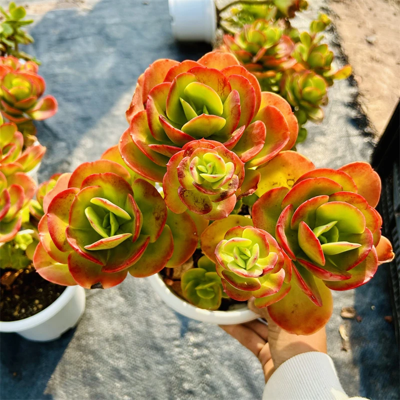 超大老桩红梅 精品多肉植物新手简单好养易度夏红色净化空气