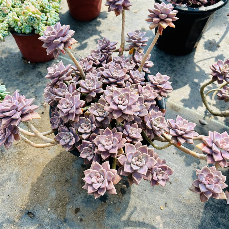 超大整桩老桩阿伦培精品多肉植物粉色系新手皮实好养防辐射吸甲醛