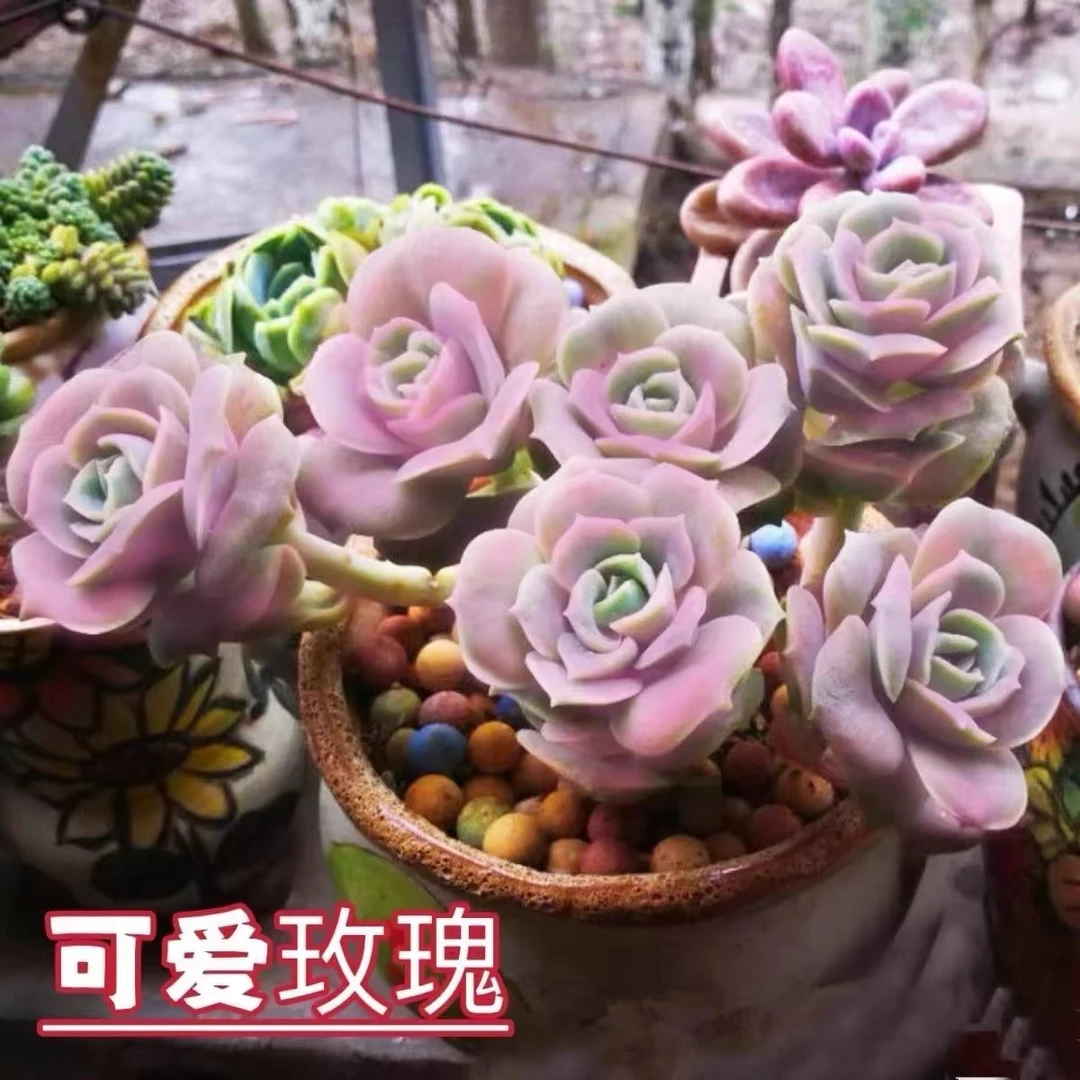 可爱玫瑰精品多肉植物带盆带土发新手皮实好养美观庭院防辐射简单