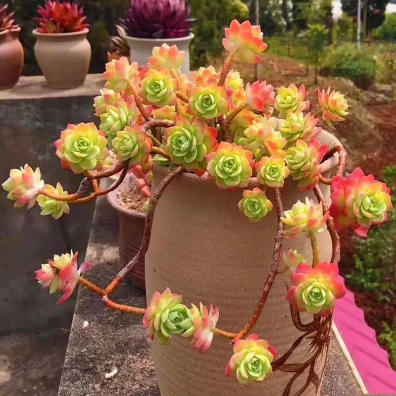 超大盆正版圆叶薄化妆 带盆带土发精品多肉植物 耐冻耐高温防辐射