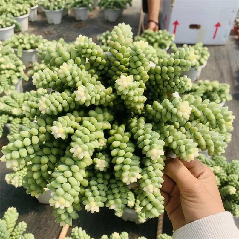 超大盆雪花玉坠精品多肉植物带盆带土发室内可养净化空气新手好养