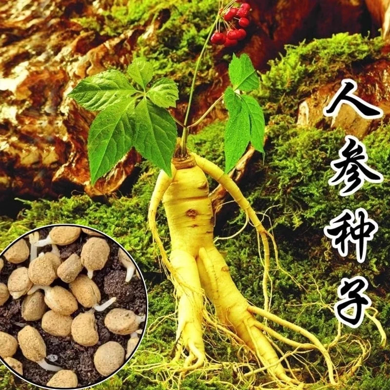【人参】野山参人参种子滋补材四季易种中药材易活室内观花卉盆栽