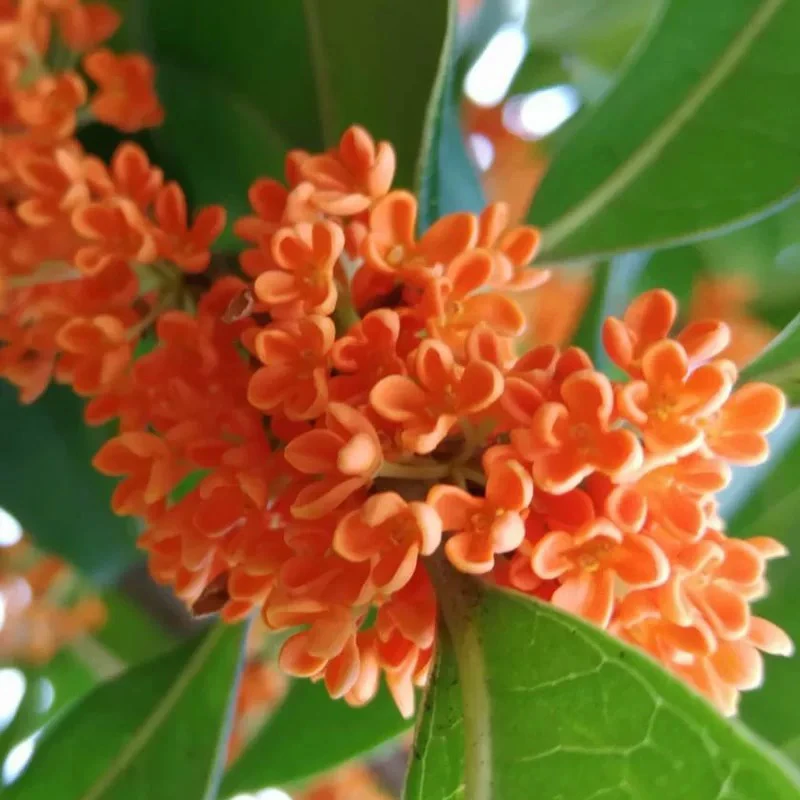 桂花丹桂橙红色流苏嫁接浓香花卉带花苞发货