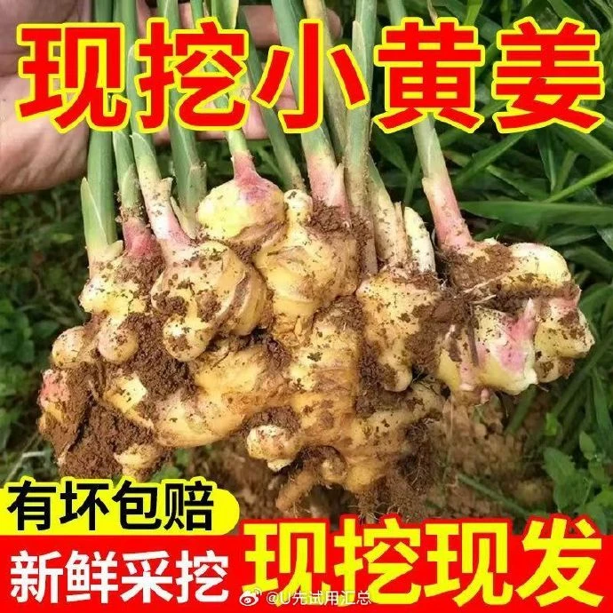 云南高山小黄姜老姜新鲜现挖3/5/9/斤泡姜香辣去腥产地直发