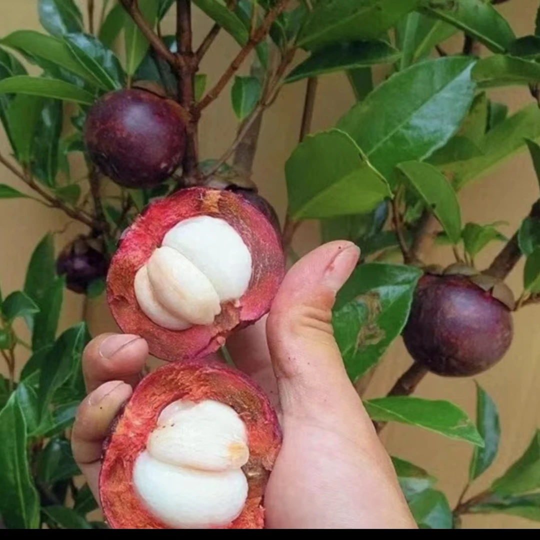 【山竹树苗】无籽山竹果树苗阳台庭院盆栽地栽种植果树苗