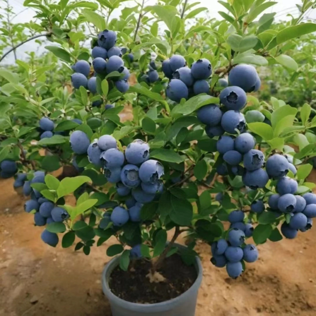 【蓝莓树苗果苗】盆栽地栽四季种植南方北方果树苗薄雾蓝莓苗