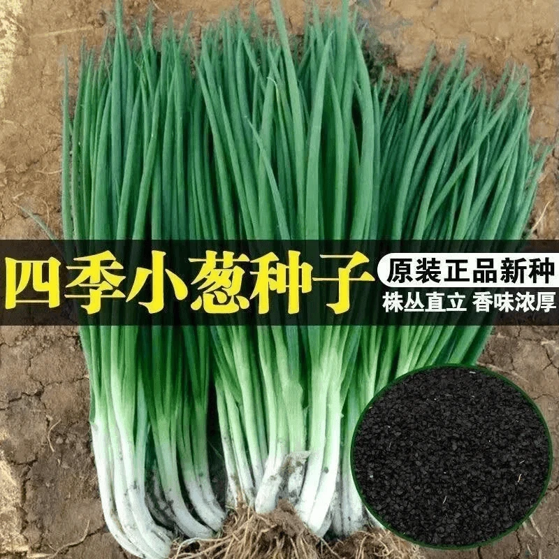 【9.9元3包四季小香葱种子】易种速生阳台盆栽小葱菜籽蔬菜香葱籽