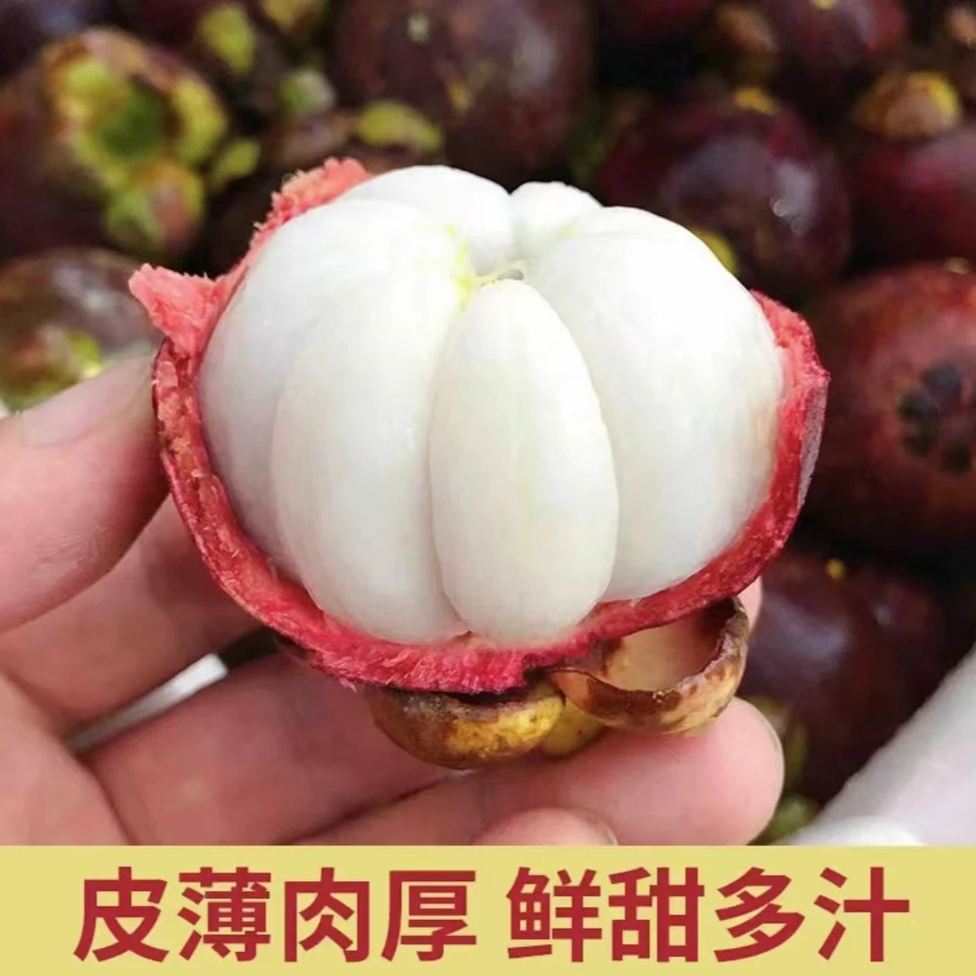 【山竹树苗】无籽山竹果树苗阳台庭院盆栽地栽种植果树苗