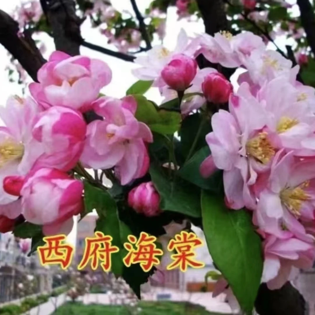 【西府海棠树苗】盆栽地栽南方北方种植阳台庭院海棠果树苗