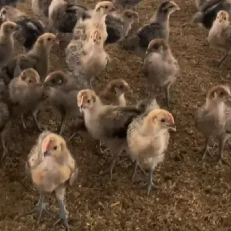 【包邮】麻羽鸡35只送5只 到手40只 一两左右发货