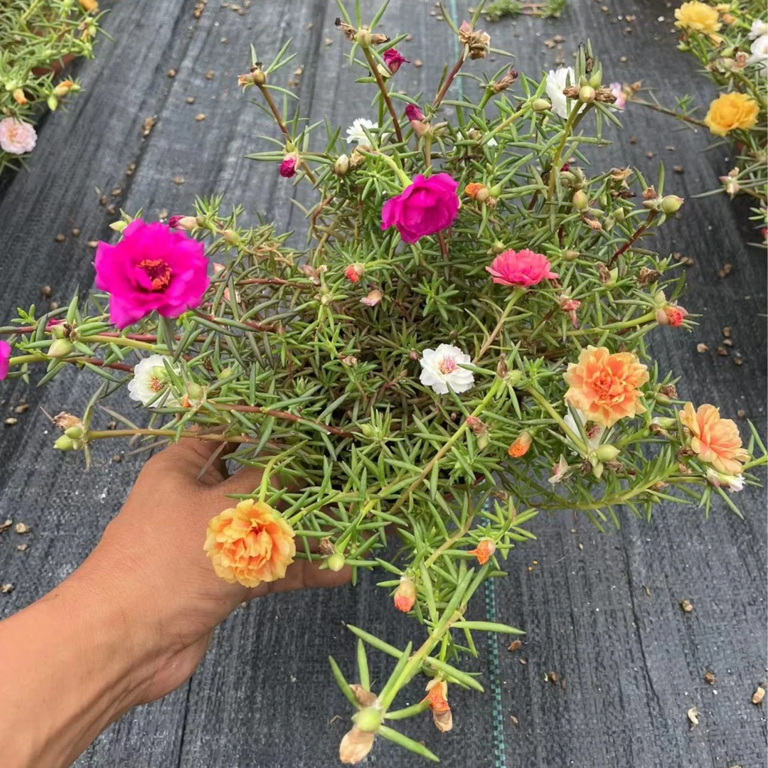 一物一怕,重瓣宿根多色太阳花耐晒耐高温多年生死不了