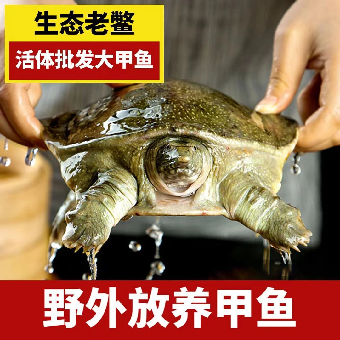 3只外塘大甲鱼 共4-3斤生猛稻田甲鱼中华鳖水鱼包活到家