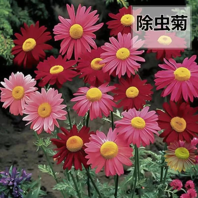 【除虫菊种子】混色除虫菊翠菊糖果菊四季开花耐热驱蚊除虫自带清香