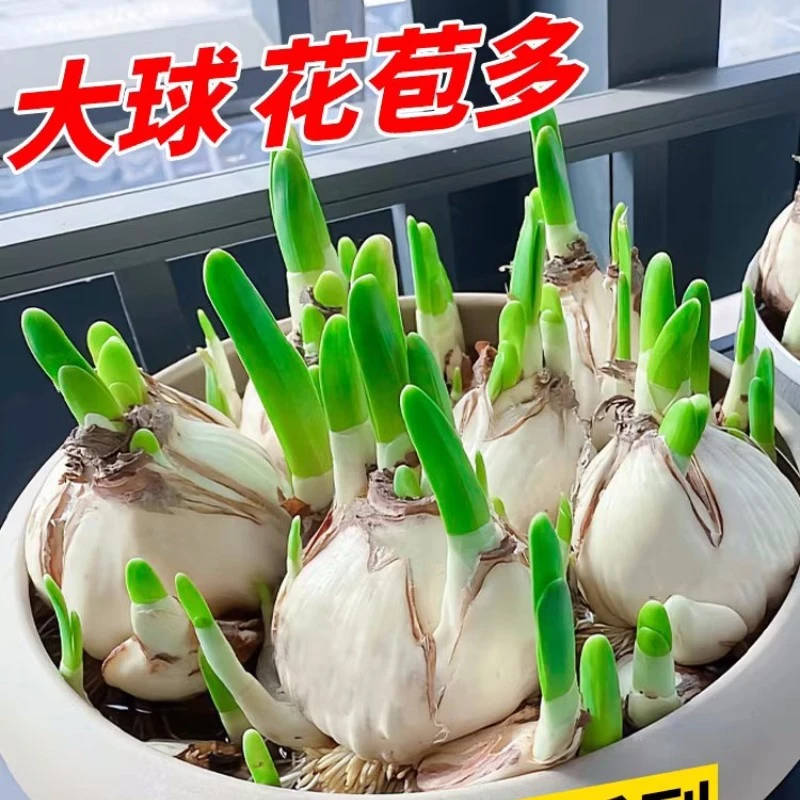 水仙花种球水养盆栽四季开花重瓣花卉植物室内花绿植水培好养耐寒