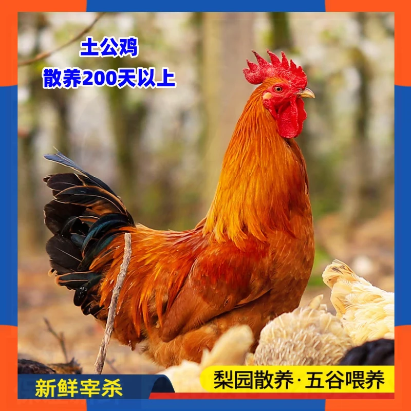 到手2只散养现杀大公鸡土鸡笨鸡营养4.5-5斤农家肉质新鲜