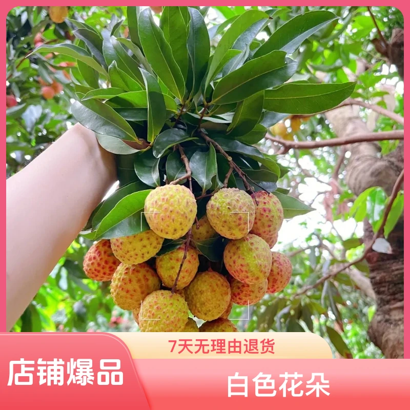 观音绿 糯米糍 玲珑 荔枝果树苗木纯正嫁接带土叶发货种植