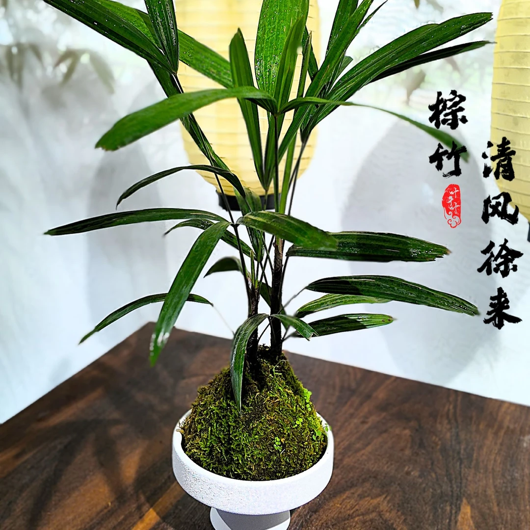 棕竹盆栽大型室内植物客厅电视柜旁绿植好养易活盆栽盆景花卉