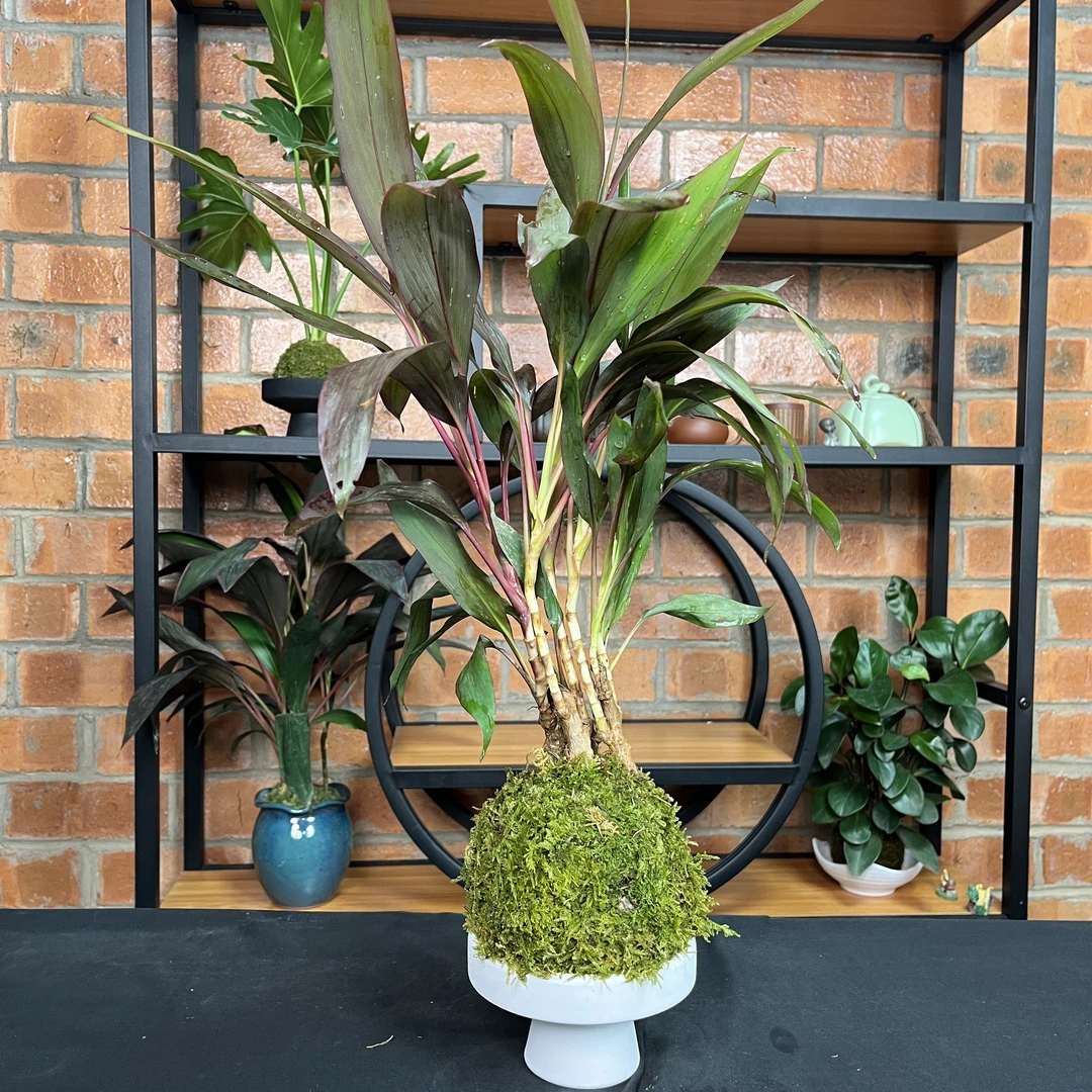 朱蕉客厅绿植大型室内盆栽植物吸甲醛落地办公室四季常青好养