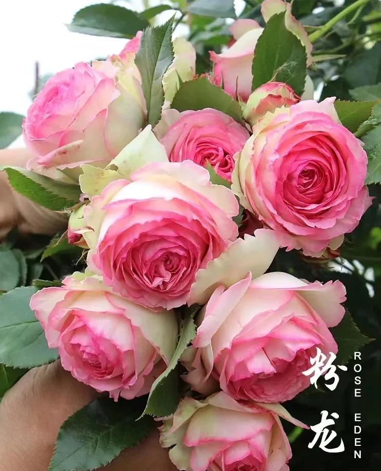 （粉色龙沙宝石）独颗爬藤带香味次年开花做拱门月季盆栽