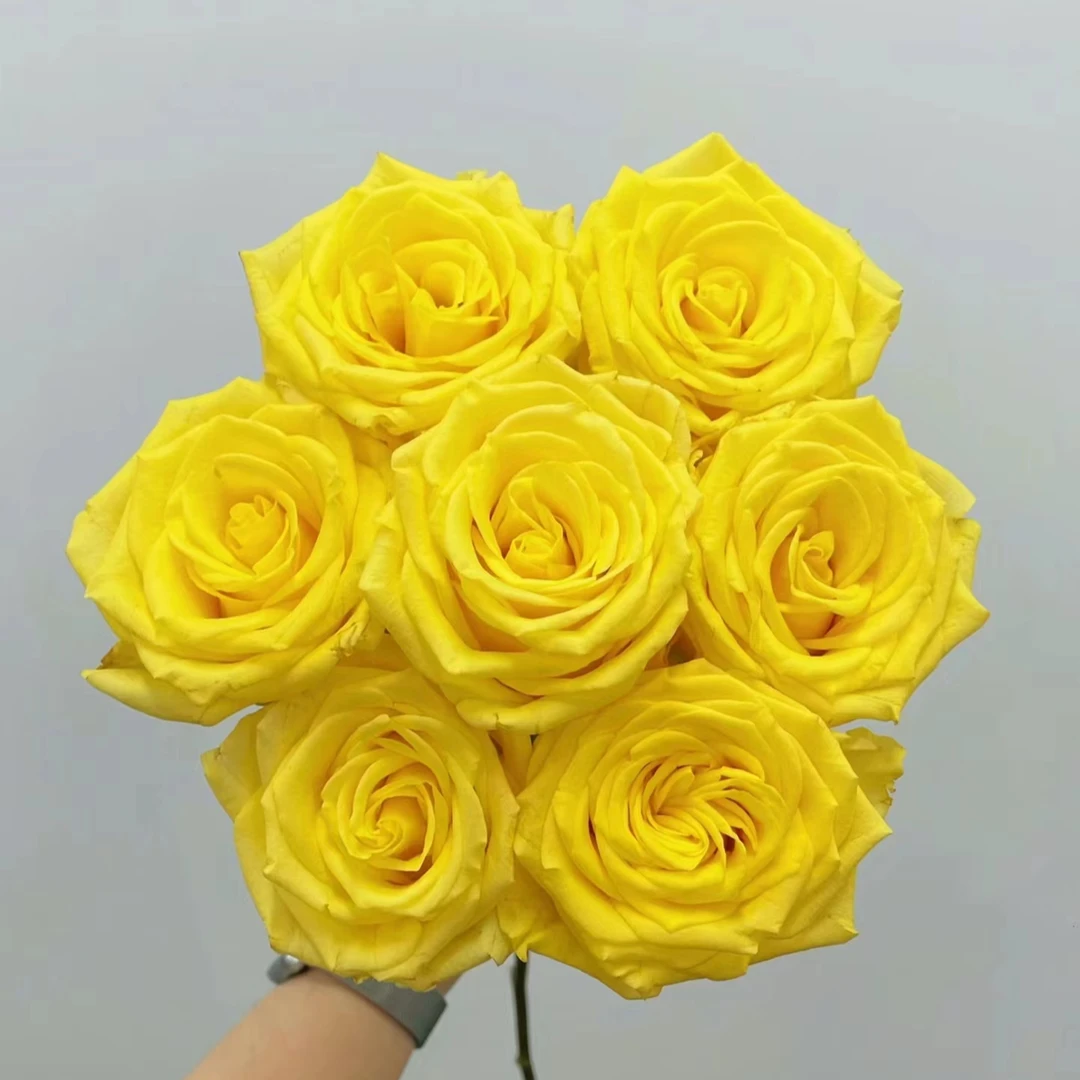 （金枝玉叶）小七月季盆栽花开四季耐寒耐高温
