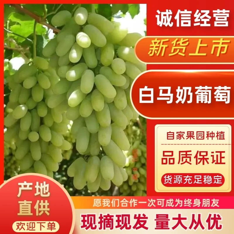 (京津冀)河北张家口怀来沙土地白马奶牛奶葡萄脆甜可口现摘现发