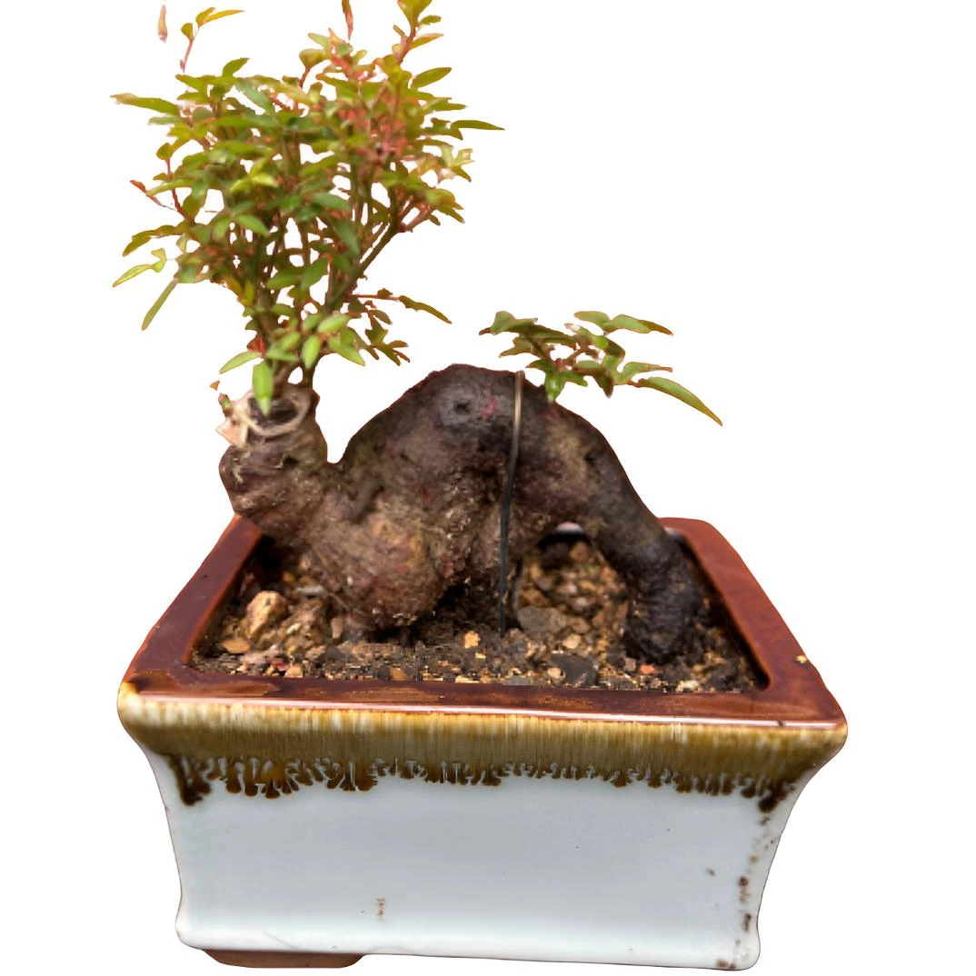 山木香 金樱子小老桩 盆景素材嫁接月季花玫瑰花