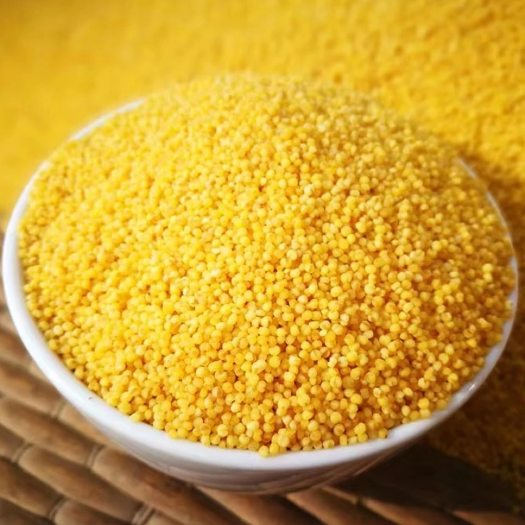 【小侯专属】 今年新米 燕之希黄小米 2024新米上市 五斤装