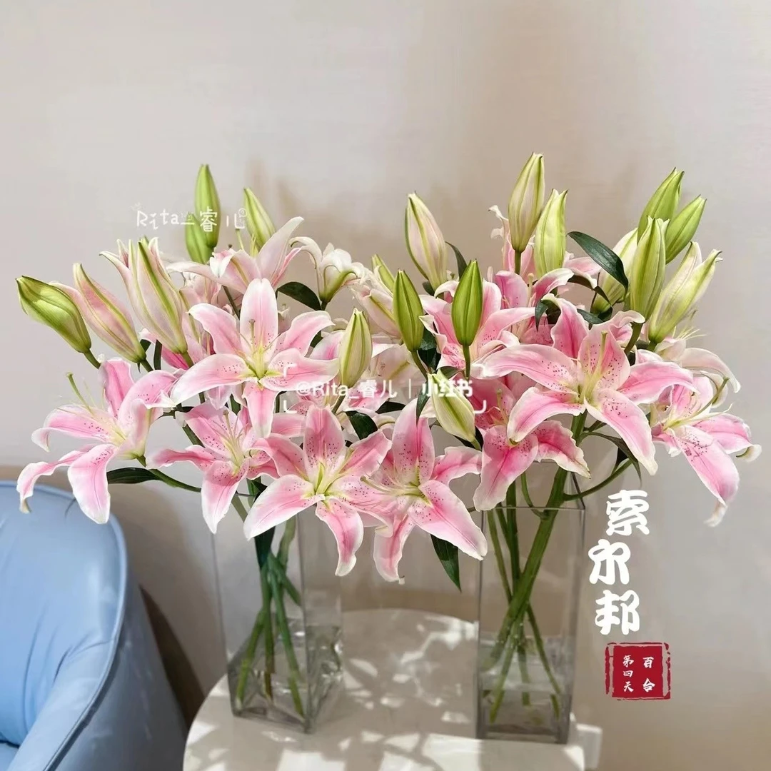 【优选】索邦百合 店内现货包邮