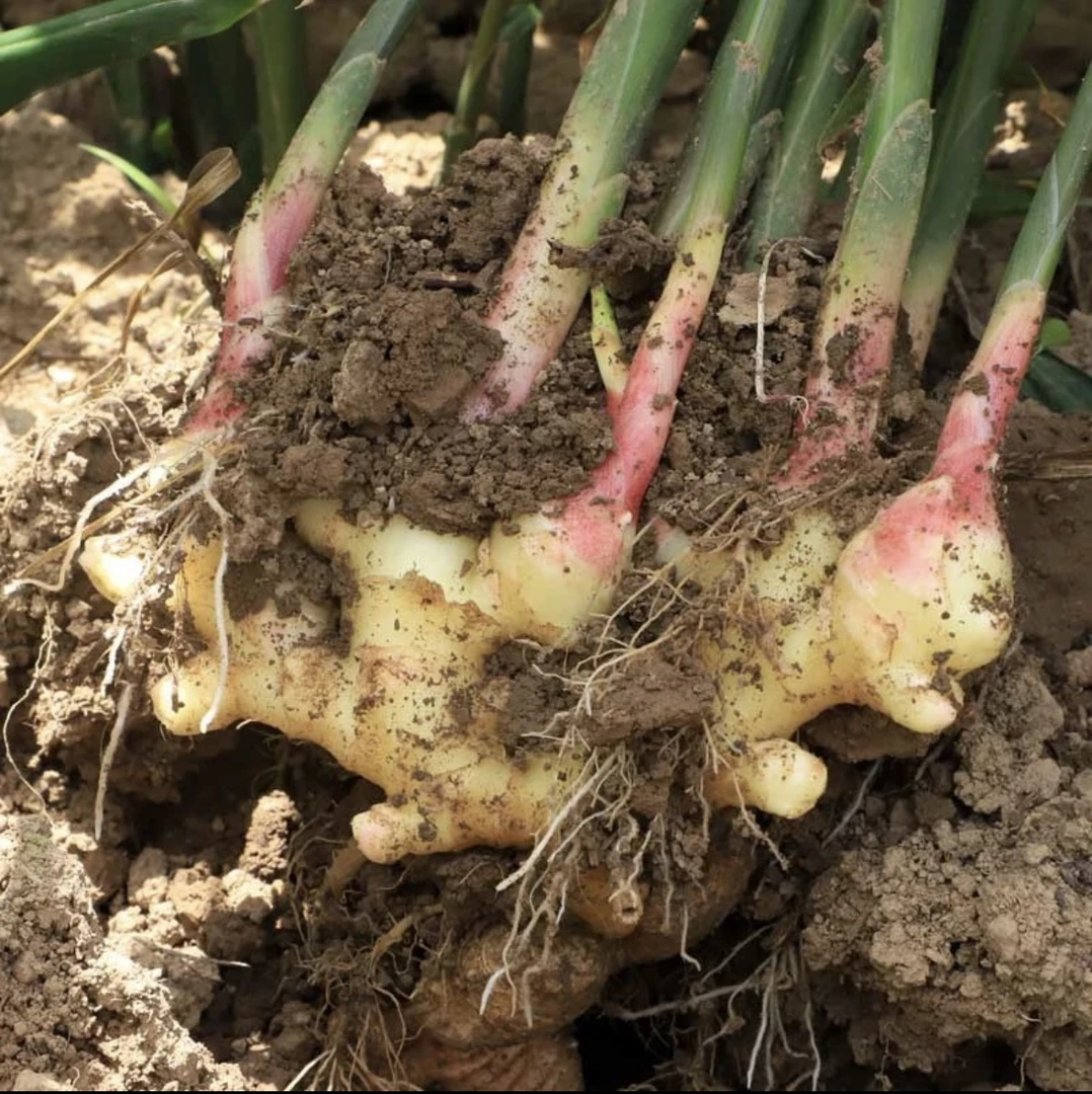 贵州高山高原露天黄姜