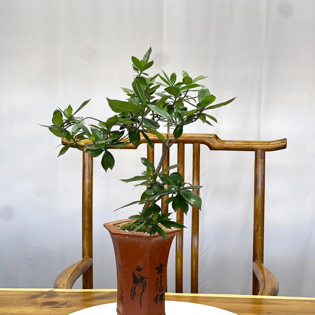 海岛春花栀子花一物一拍链接