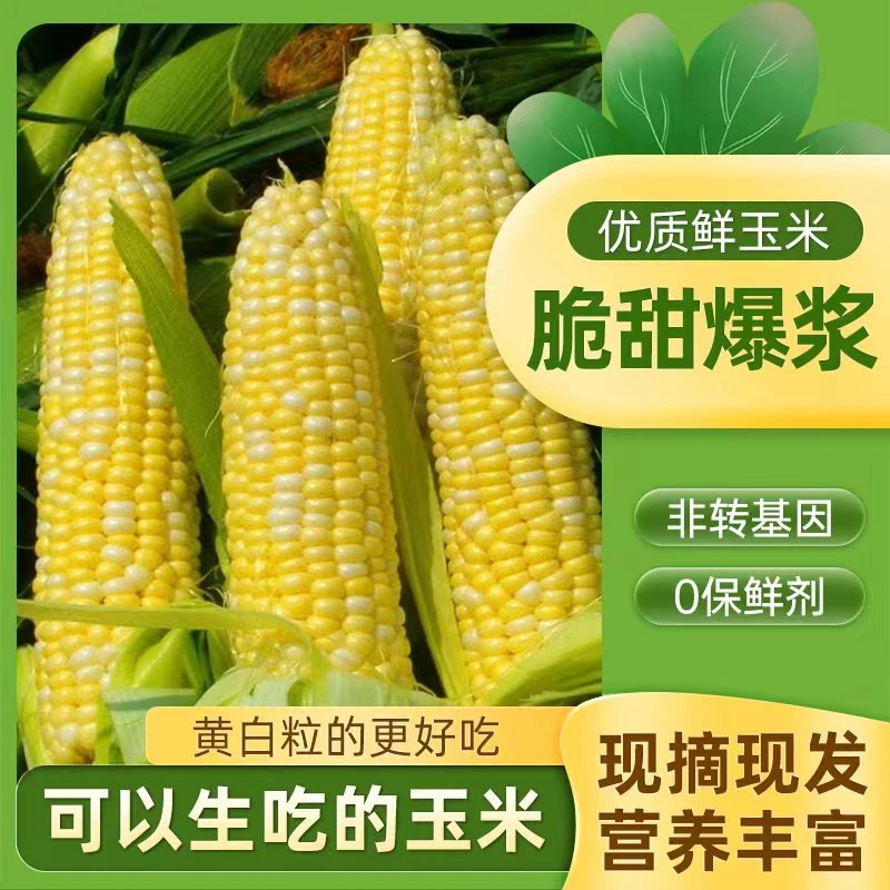 云南金银水果玉米脆甜爆浆5斤/8斤新鲜甜玉米棒子苞谷米现摘早餐
