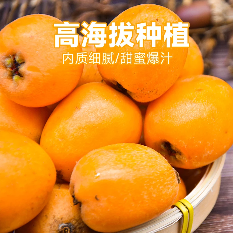 四川汉源高山枇杷甜蜜皮薄多汁水果当季大五星枇杷包邮果园直发货