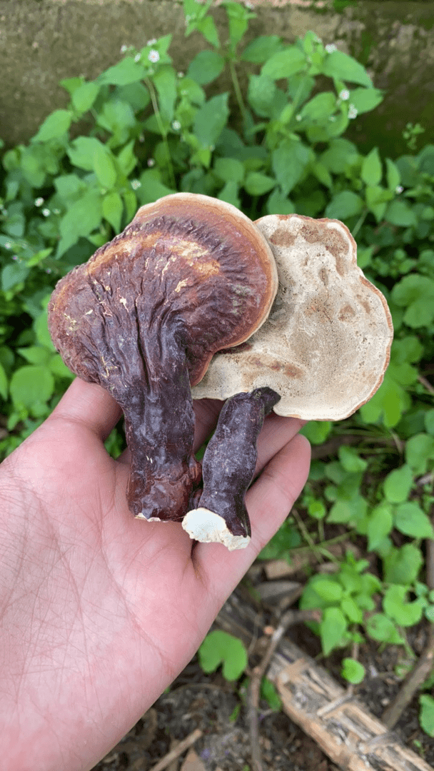 山货小松衫白肉灵芝【优选】