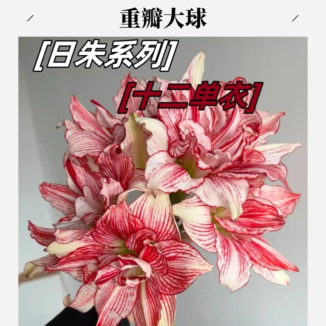 日朱系列路易莎朱顶红进口重瓣种球盆栽地栽球根花卉植物十二单衣