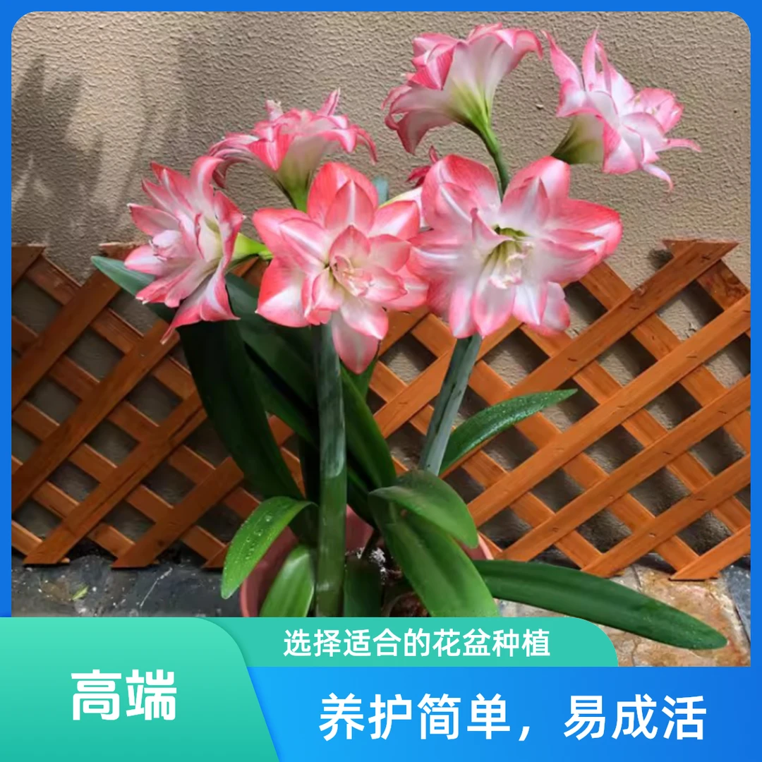 美羊羊国朱系列朱顶红种球重瓣大球开花球盆栽花卉皮皮女王银河系