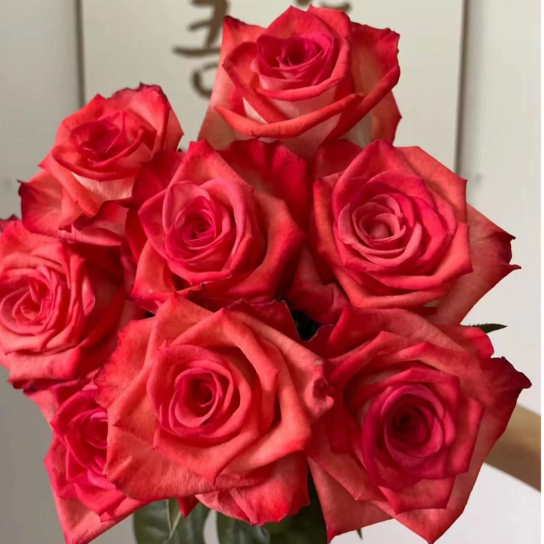 【胭脂扣玫瑰10/20枝】冷链包邮，云南优质鲜花基地直发