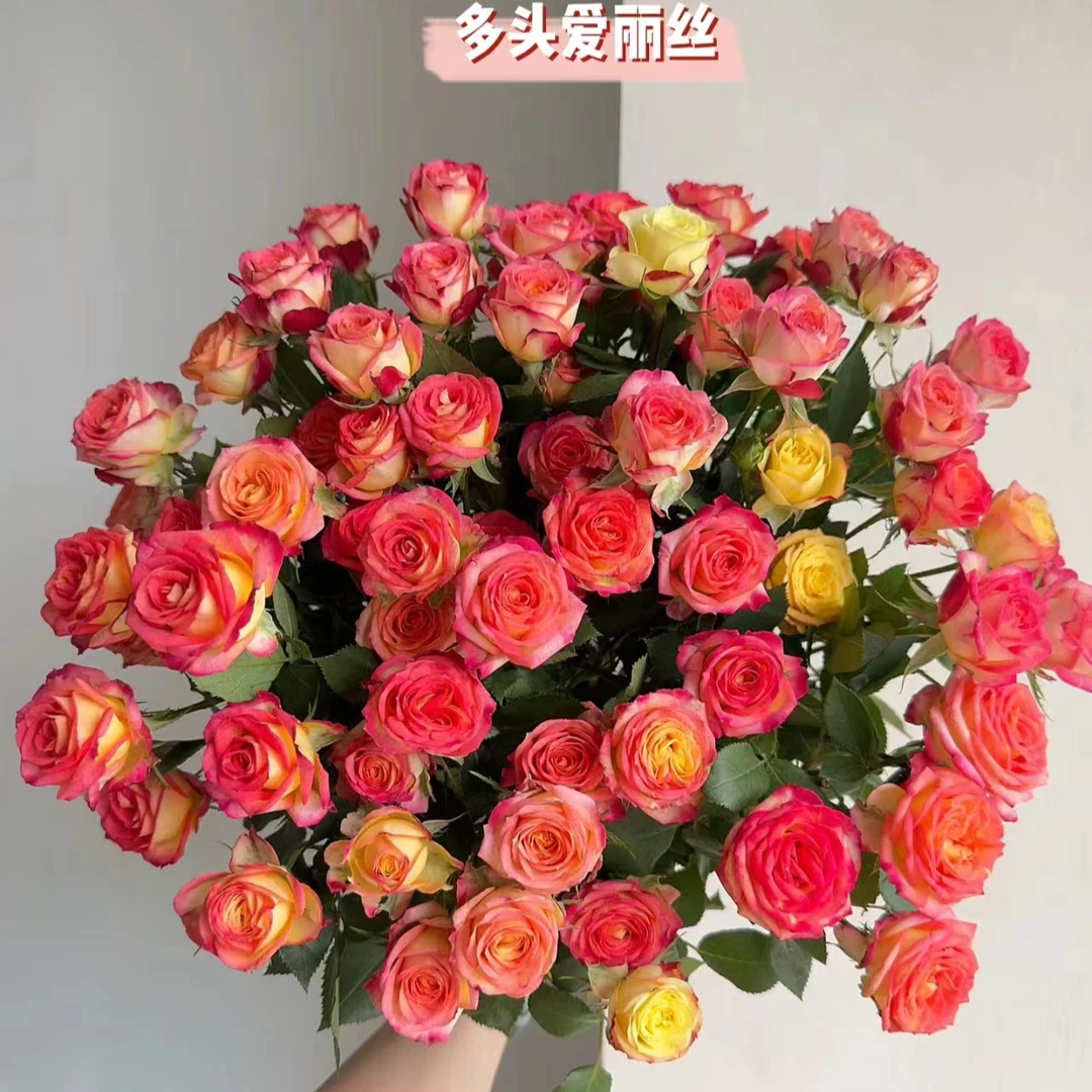 【爱丽丝多头玫瑰10支】零度请拍保温棉，云南优质鲜花基地直发