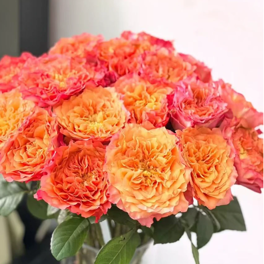 【火灵鸟玫瑰10/20枝】零度请拍保温棉，云南优质鲜花基地直发