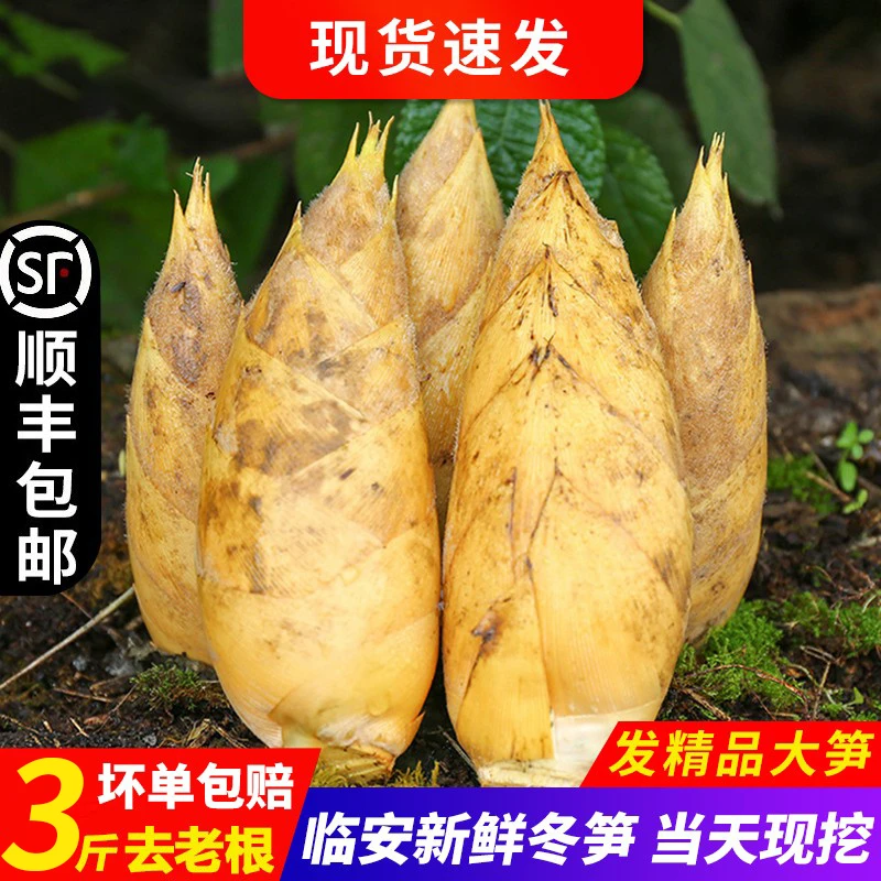 临安冬笋新鲜现挖浙江天目山天然野生美味毛竹笋3斤黄泥笋顺丰