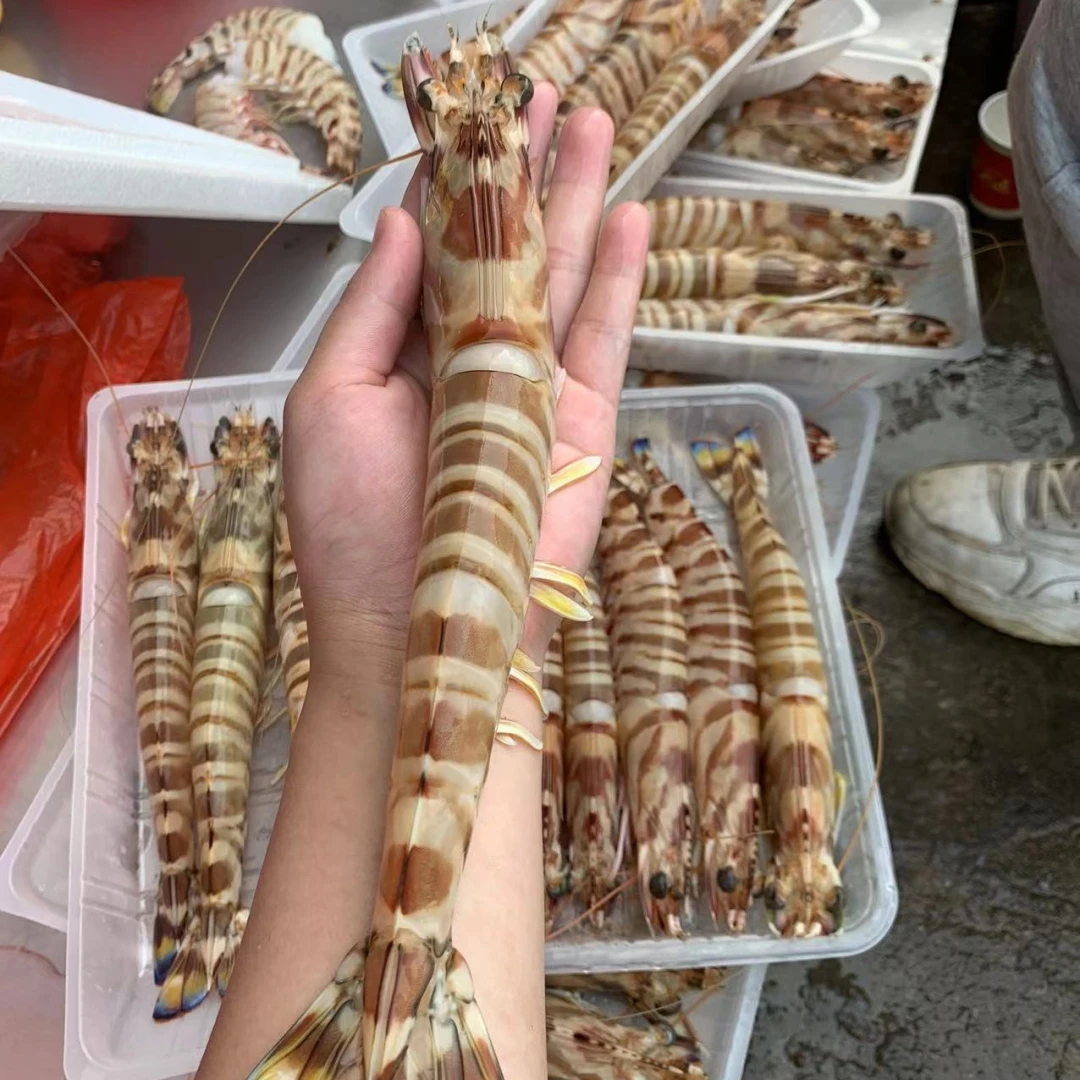 惠来神泉澳角 海捕斑节虾 海鲜竹节虾 九节虾1盒420g