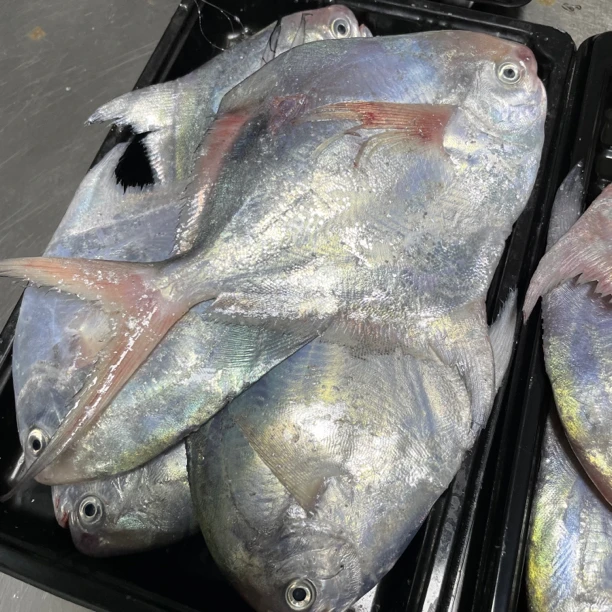 彬哥Bingo台州温岭海鲜流网鲳鱼小鲳鱼小平鱼小枪鱼1500-2000g