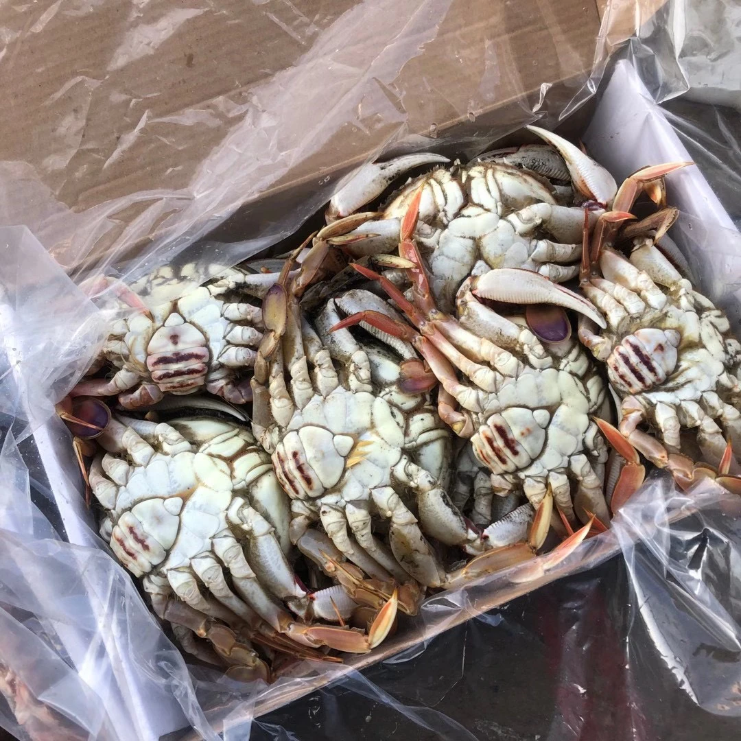【10.5新到】彬哥Bingo温岭海鲜船冻沙蟹石蟹细点圆趾蟹1250g起