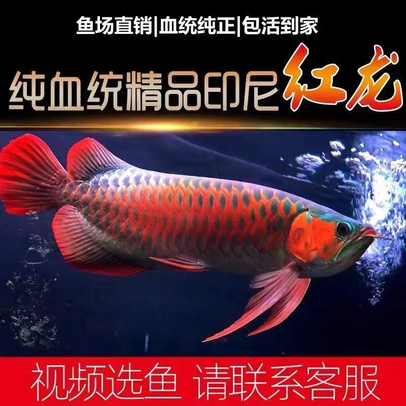 红龙鱼印尼超血纯血辣椒红龙大红龙古典蓝底过背金龙鱼热带鱼活鱼