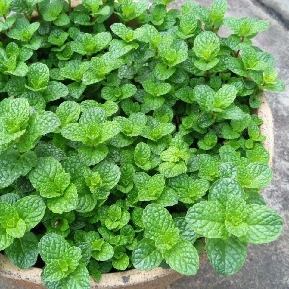 绿香薄荷种籽食用种植猫薄荷室内驱蚊 蔬菜种子植物花卉花籽四季